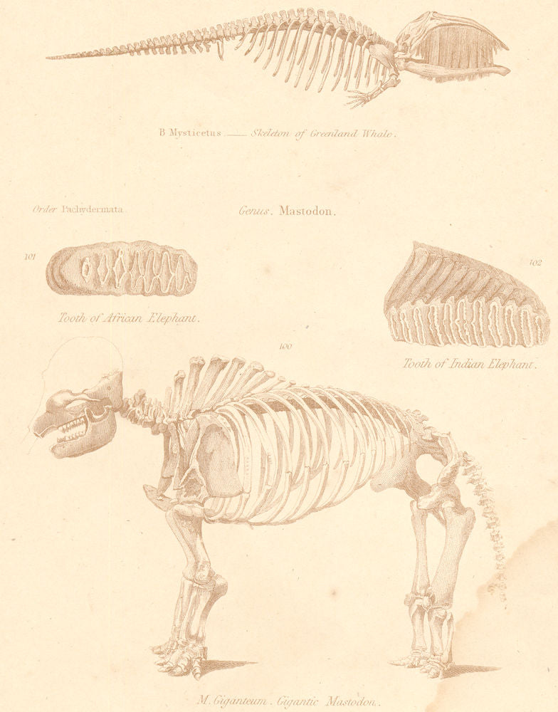 MAMMALS. Greenland Whale; Tooth African Indian Elephant; huge Mastodon 1860